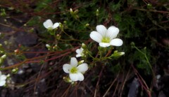 Saxifraga canaliculata
