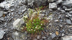 Saxifraga canaliculata