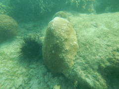 Paramontastraea serageldini