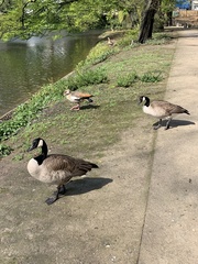 Branta canadensis