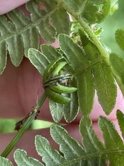 Chirosia grossicauda