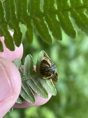 Chirosia grossicauda