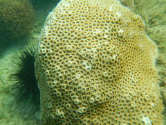 Paramontastraea serageldini