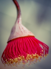Eucalyptus caesia