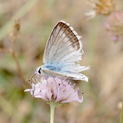 Polyommatus albicans