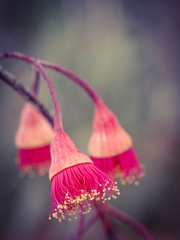 Eucalyptus caesia
