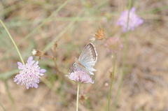 Polyommatus albicans