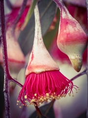 Eucalyptus caesia