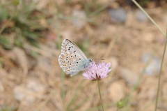 Polyommatus albicans