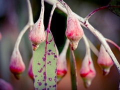 Eucalyptus caesia