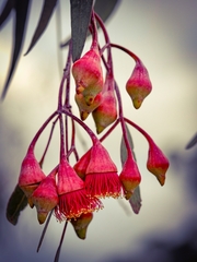 Eucalyptus caesia