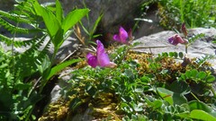 Vicia pyrenaica