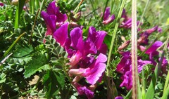 Vicia pyrenaica
