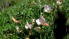 Vicia pyrenaica