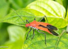 Cutocoris distinctus
