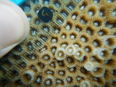 Paramontastraea serageldini