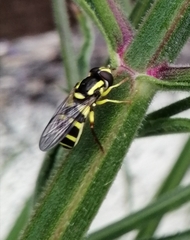 Xanthogramma stackelbergi