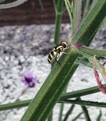 Xanthogramma stackelbergi