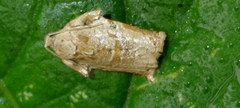 Adoxophyes privatana