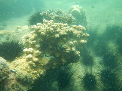 Echinopora hirsutissima