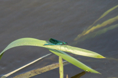 Calopteryx splendens