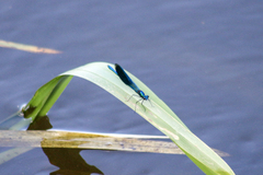 Calopteryx splendens