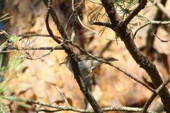 Phylloscopus collybita