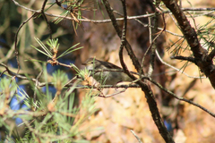 Phylloscopus collybita