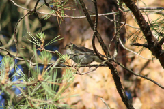 Phylloscopus collybita