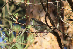 Phylloscopus collybita