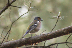 Fringilla coelebs