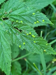 Dasineura ulmaria