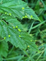 Dasineura ulmaria