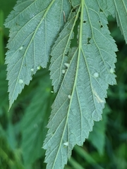 Dasineura ulmaria