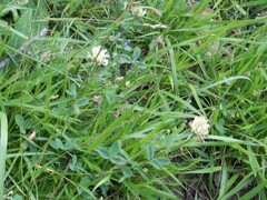 Trifolium ochroleucon