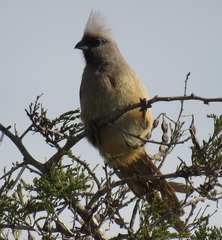 Colius striatus integralis