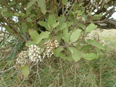 Olearia albida