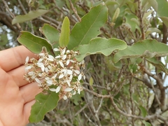Olearia albida