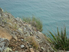 Chionochloa bromoides