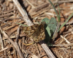 Carcharodus tripolina