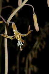 Drimia basutica