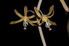 Drimia basutica
