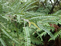 Sophora fulvida