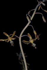 Drimia basutica