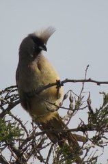 Colius striatus integralis