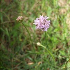 Armeria maritima elongata