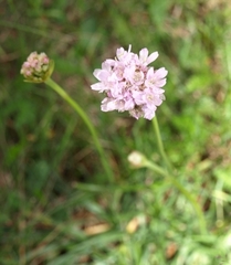 Armeria maritima elongata