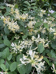 Lonicera caprifolium