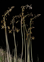 Drimia basutica