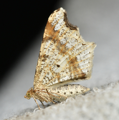 Macaria alternata